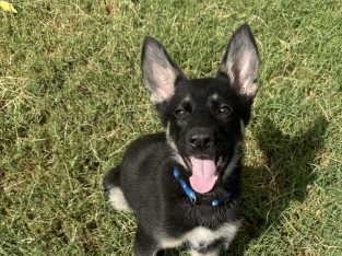 German Shepherd – Moura