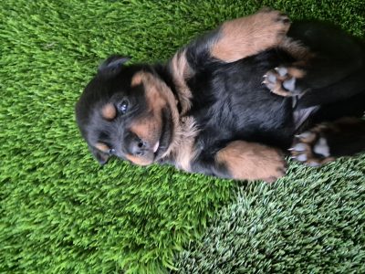 Rottweiler – Waikiki