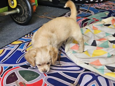 Maltese Shih Tzu – Southport