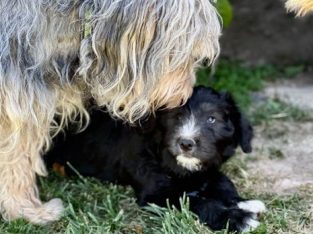 Smithfield – Barkers Creek