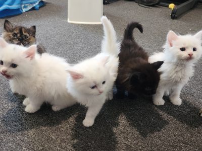 Ragdoll – Valentina