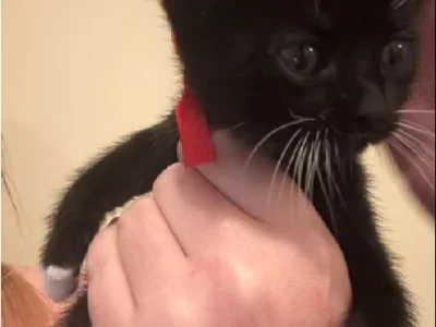 Domestic Short Hair (DSH) – Newcastle