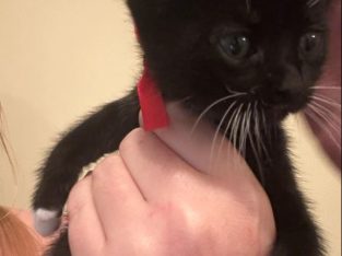 Domestic Short Hair (DSH) – Newcastle