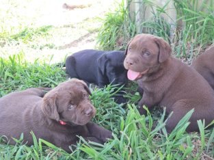 Labrador Retriever – Sutton