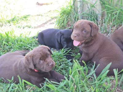 Labrador Retriever – Sutton