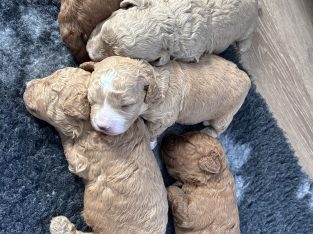 Cavoodle – Palmview