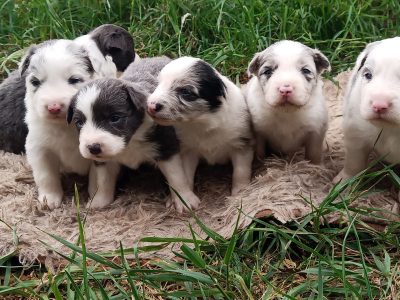 Border Collie – Forreston
