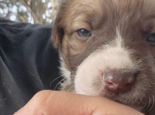 Other Dogs – Craigieburn