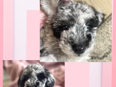 Poodle Mini – Campbelltown