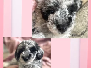 Poodle Mini – Campbelltown