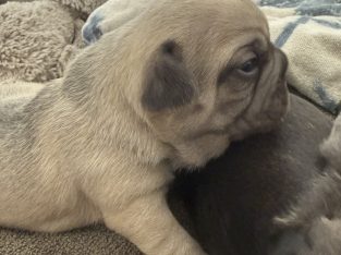 French Bulldog – Amaroo