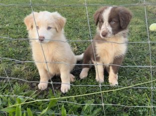 Border Collie – Port Macquarie