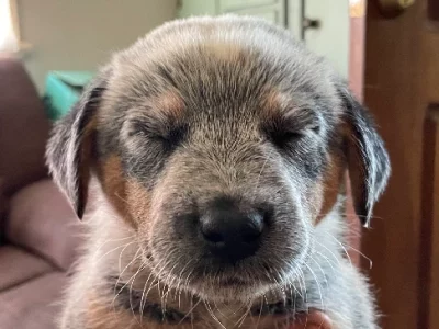 Australian Cattle Dog – Raceview