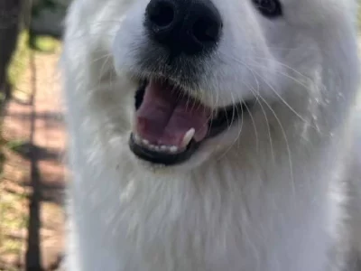 Dogs – Southern River