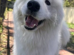 Dogs – Southern River