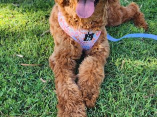 Groodle – Norman Gardens