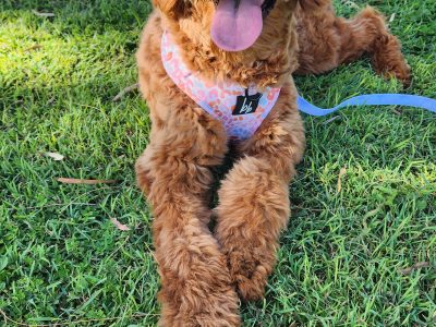 Groodle – Norman Gardens