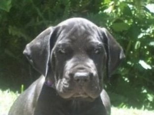 Great Dane – Upper Caboolture