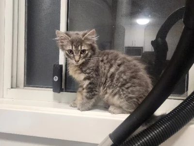 Cats – Birmingham Gardens