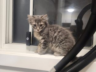 Cats – Birmingham Gardens