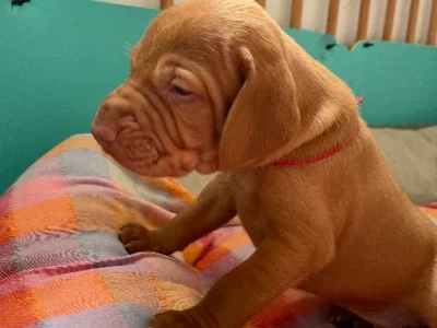 Hungarian Vizsla – Burringbar