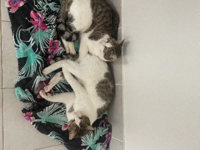 Domestic Medium Hair (DMH) – Glenmore Park