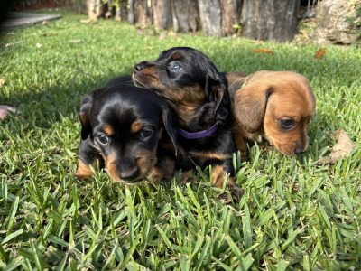 Dachshund – Brookfield