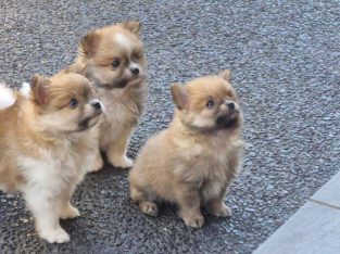 Pomeranian – Shell Cove