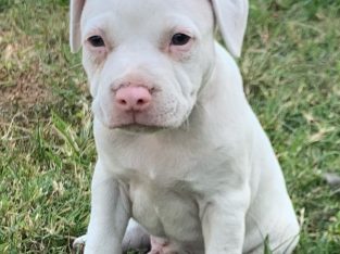 Staffordshire Bull Terrier – Avondale