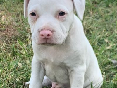 Staffordshire Bull Terrier – Avondale