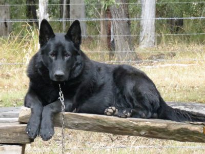 German Shepherd – West Bungawalbin