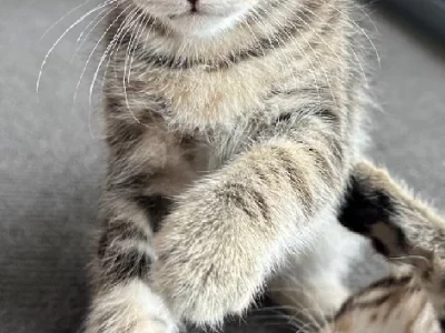 Domestic Medium Hair (DMH) – Dakabin