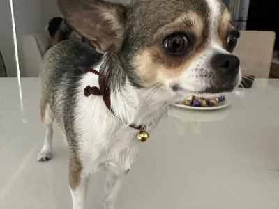 Chihuahua – Victoria Point