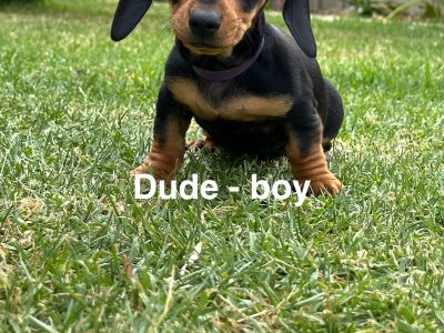 Dachshund – Wodonga
