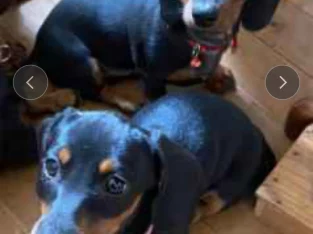 Miniature Dachshund – Bicton