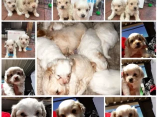 Maltese Shih Tzu – Heathridge