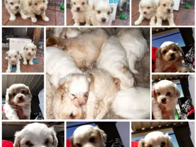 Maltese Shih Tzu – Heathridge