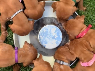 Hungarian Vizsla – Dimboola