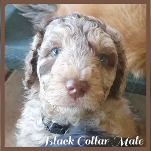 Aussiedoodle – Ormeau