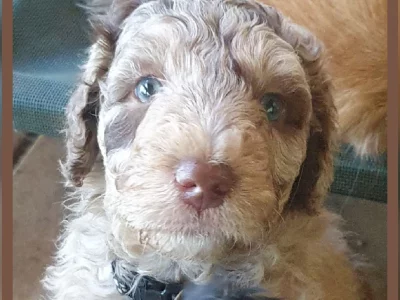 Aussiedoodle – Ormeau