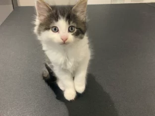 Beautiful fluffy female kitten