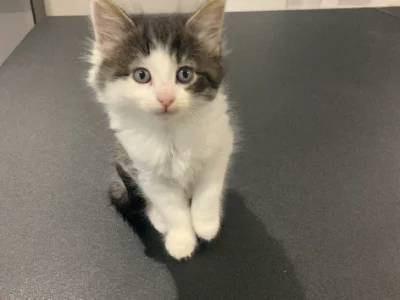 Beautiful fluffy female kitten