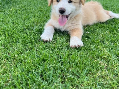 Border Collie – Melanie Moody