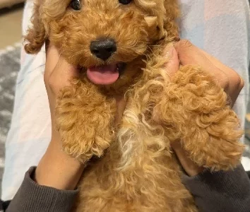 Cavoodle – Liverpool