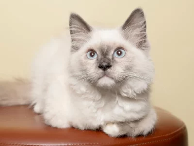 Domestic Medium Hair – Augustine Heights