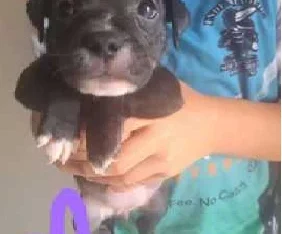 English Staffy – Carindale