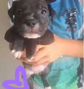 English Staffy – Carindale