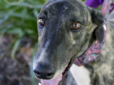 Greyhound “ROCKY”- Cairns