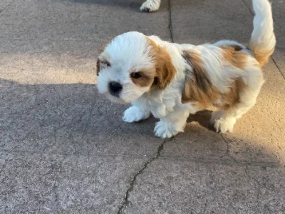 Maltese Shih Tzu – Craigieburn