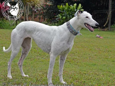 Miley (Smiling Walnut)